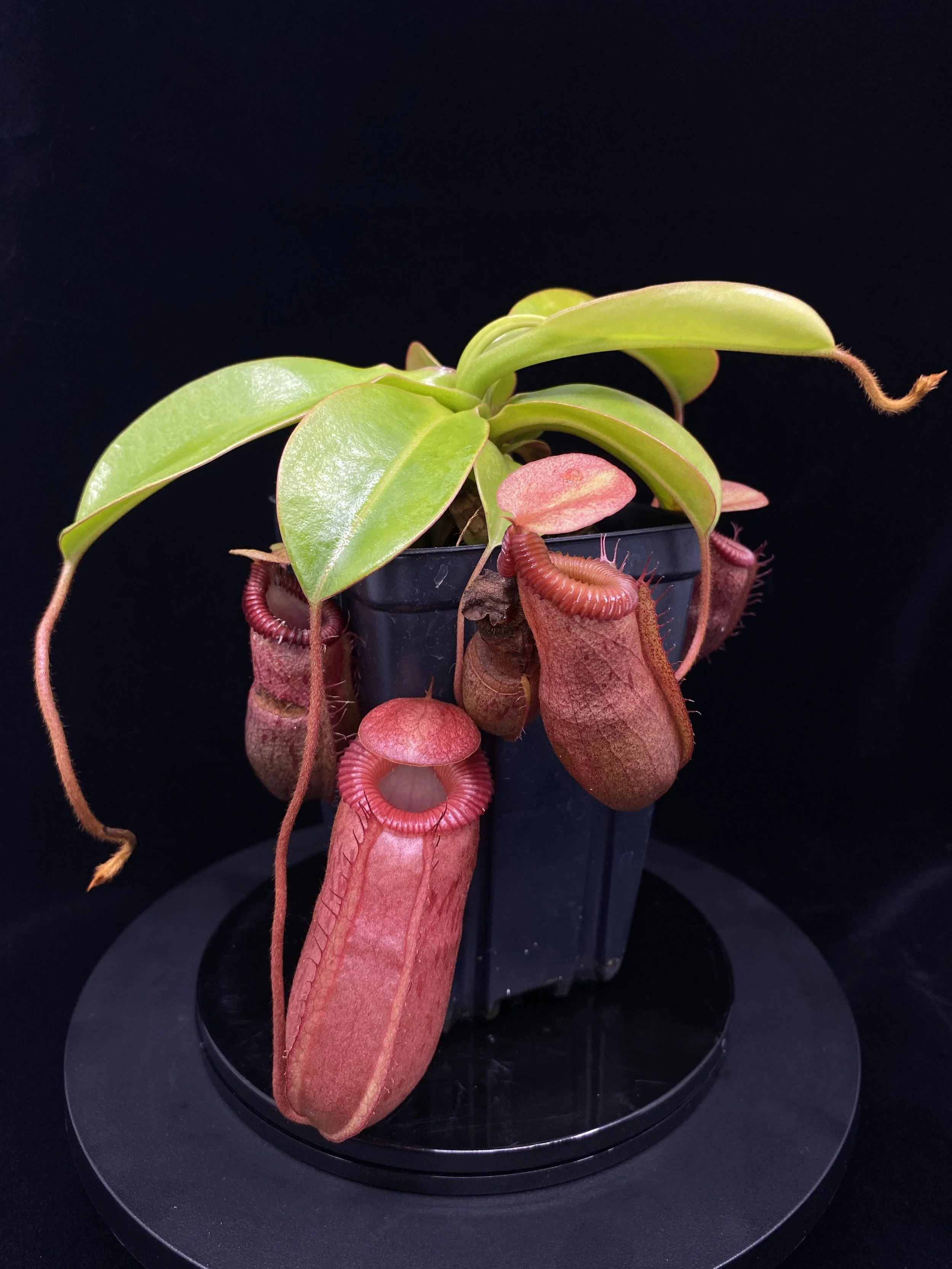Nepenthes '''Miraville''' for Sale | Carnivorous Tropical Pitcher